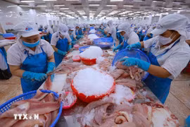 Workers process aquatic products for export. (Photo: VNA)