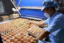Singapore has officially approved the import of selected poultry meat and egg products from Vietnam (Photo: VNA)