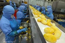 Fruit and vegetable shipments hit around 6.02 billion USD during the first eight months of 2026, up 24.9% year-on-year. (Photo: VNA)