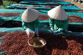 Workers remove unripe (green) coffee cherries to ensure quality raw materials for specialty coffee production. (Photo: VNA)