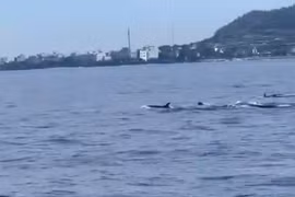 A pod of dolphins is spotted near Ly Son special zone, Quang Ngai province (Photo: screenshot from video)