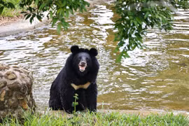 A bear at the Vietnam Bear Rescue Centre of Bach Ma National Park, Hue city.