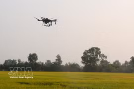 Unmanned aerial vehicles are used in rice production in Can Tho city. (Photo: VNA)