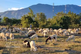 Khanh Hoa province has the largest sheep population in Vietnam, with around 100,000 individuals. (Photo: VNA)