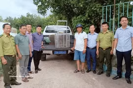 Staff from the Centre for Rescue, Conservation and Creature Development under the Phong Nha – Ke Bang National Park in Quang Tri province, together with forest rangers, receive wild animals voluntarily handed over by local residents. (Photo: VNA)
