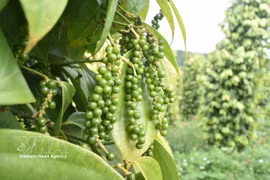 In the first six months of 2026, pepper exports reached 145,686 tonnes, generating 940.5 million USD, up 17.4% in volume and 10.6% in value compared with the same period in 2025. (Photo: VNA)