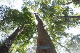 The population of trac (Dalbergia cochinchinensis) trees is strictly protected in the Dak Uy special-use forest. (Photo: VNA)