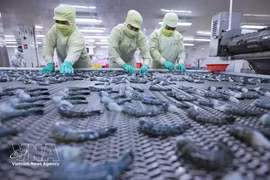 Freezing black tiger shrimp for export at a processing plant of the Minh Phu Seafood Corporation. (Illustrative photo: VNA)