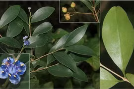 Sam cuong dai is one of the newly-found species in the Nui Chua National Park in Ninh Thuan province. (Photo: Institute of Tropical Biology)
