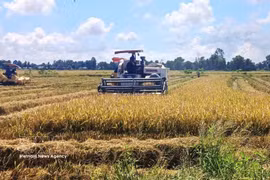 Harvesting low-emission rice in Vinh Thanh commune, Ca Mau province (Photo: VNA)