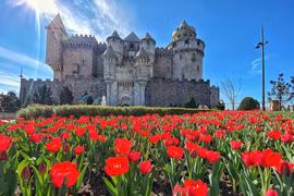 Sun World Ba Na Hills cultivates one mln tulips on Mountaintop for Lunar New Year. (Photo: Sun Group)
