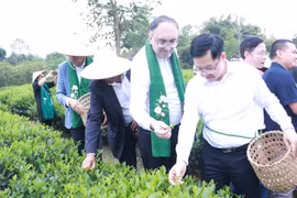 Foreign diplomats experience tea picking at the Tien Yen Tea and Community-Based Tourism Cooperative on October 30, 2026. (Photo: thainguyen.gov.vn)