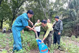 An Asian water monitor lizard (Varanus Salvator) is released into the Bac Lieu Bird Sanctuary Nature Reserve on August 5. (Photo: VNA)