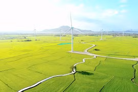 A wind farm in Ninh Thuan province. Vietnam plans to develop two regional services hubs for renewable energy (Photo: VNA)