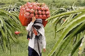 Harvesting dragon fruit in Binh Thuan province. (Photo: VNA)