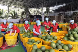 Workers sort green pomelos for export at the Vina T&T Group factory in Vinh Long province. (Photo: VNA)