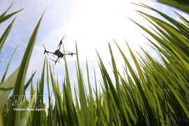 Drone is used in seeding, fertilising and pesticide spraying (Photo: VNA)