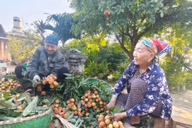 Bac Ninh farmers harvest lychees. (Photo: VNA)
