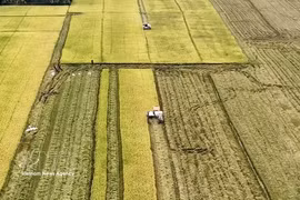Harvesting rice in the Mekong Delta (Photo: VNA) 