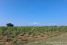 A Jatropha cultivation area of Star Japan Co., Ltd in My Son commune, Khanh Hoa province (Photo of Star Japan Co., Ltd) 