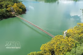Golden flamboyant trees brighten Lam Dong bridge