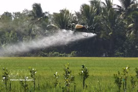 A drone used to apply fertiliser to rice fields in Can Tho city (Photo: VNA)