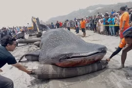 Authorities work to retrieve the carcass of a whale shark off the coast of Bantul, in the Special Region of Yogyakarta, Indonesia. (Photo published by VNA)