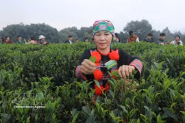 Tan Cuong tea is a speciaty of Thai Nguyen. (Photo: VNA)