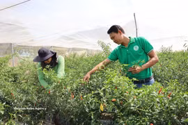 The Chau Pha Agricultural Production and Service Cooperative is currently exporting three tonnes of herbs and spices to the European market per week (Photo: VNA)