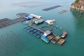 A high-tech marine aquaculture farm operated by STP Group in Van Don, Quang Ninh province. (Photo: nhandan.vn)