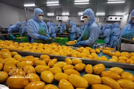 Workers processing agricultural products for exports. (Photo: VNA)