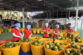 Grapefruit for export at Kim Thanh packing factory in Giao Long commune, Vinh Long province. (Photo: VNA)