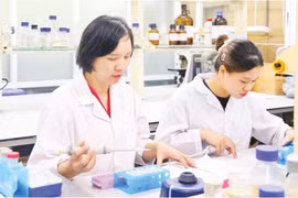 Research on extracting the bioactive compound vitexin from mung bean husks has contributed to improving the effectiveness of diabetes treatment. (Photo: nhandan.vn)