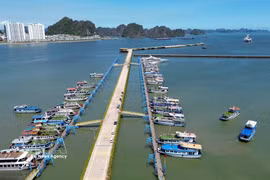 Tourist boats anchored at Ha Long International Cruise Port in Quang Ninh province. (Photo: VNA) 