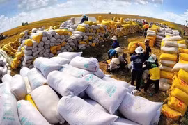 Vietnam's rice exports to Singapore have increased sharply (Photo: VFFA)