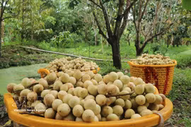 Ha Chau Burmese grape season in Can Tho