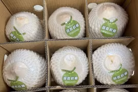 Nearly 22 tonnes of fresh, unhusked coconuts have been officially exported to China through Bac Luan II bridge border gate. (Photo: VNA)