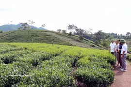 New vitality in revolutionary land of Phu Dinh