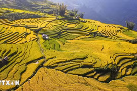 Each September, as the cool autumn breezes begin to roll in, Lao Cai dons a golden robe – the rice terraces glow under the autumn sun (Photo: VNA)