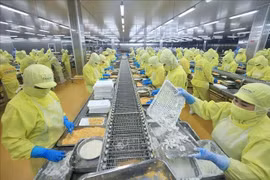 Shrimp processing for export (Photo: VNA)