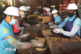 The total export value of agro-forestry-aquatic products in the first quarter of 2025 hit 15.72 billion USD. (Photo: VNA)