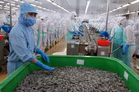 Workers process shrimp for export in the southernmost province of Ca Mau. (Photo: VNA)