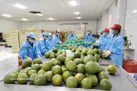 Workers package green-skinned pomelos for export in Giao Long commune, Vinh Long province. (Photo: VNA)