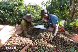 Coffee harvesting at the farm of Le Van Phuoc, who is engaged in a production partnership with Hoa Trang Import-Export Co.,Ltd in Ia Phin commune, Gia Lai province. (Photo: VNA)
