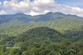 Vietnam is among Asia’s leading countries in forest restoration and sustainable forest management. (Photo: VNA)