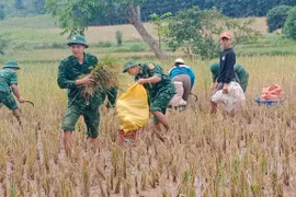 Soldiers help people harvest rice in the rainy season (Photo: VNA)