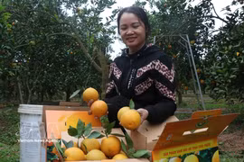 A farmer sorts and packages oranges before distribution (Photo: VNA)