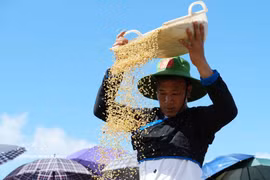 Golden rice grains harvested from Ta Leng’s terraced rice fields. (Photo: VNA)