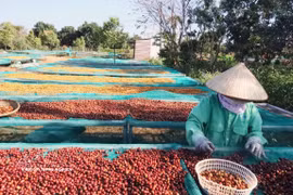 According to the Vietnam Coffee Cocoa Association (Vicofa), Vietnam exported nearly 1.7 million tonnes of coffee in the first eight months of 2026, earning more than 6 billion USD. (Photo: VNA)