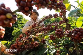 The year 2025 has seen the coffee industry form an ecosystem of responsible production, stretching from raw-material regions to processing stages, helping lay the foundation for sustainable growth in the years ahead. (Photo: VNA)